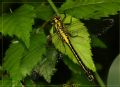 Gomphus vulgatissimus